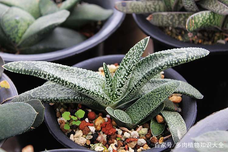 多肉卧牛怎么养，多肉植物卧牛怎么养？-第7张图片-优品飞百科