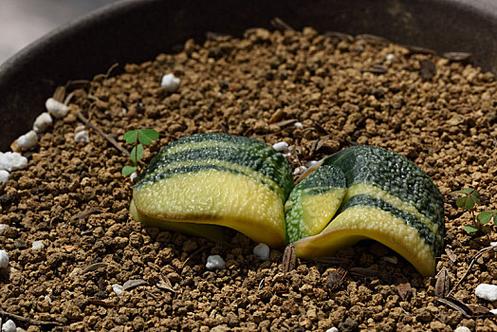 多肉卧牛怎么养，多肉植物卧牛怎么养？-第6张图片-优品飞百科