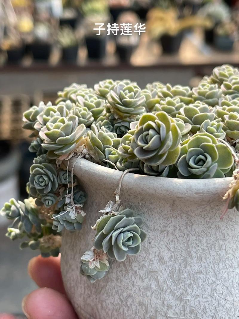 子持年华怎么养？子持年华的养殖方法？