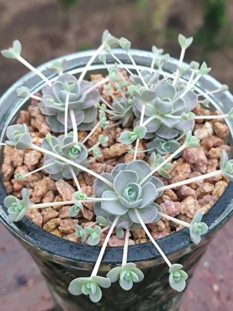 子持年华怎么养？子持年华的养殖方法？-第2张图片-优品飞百科