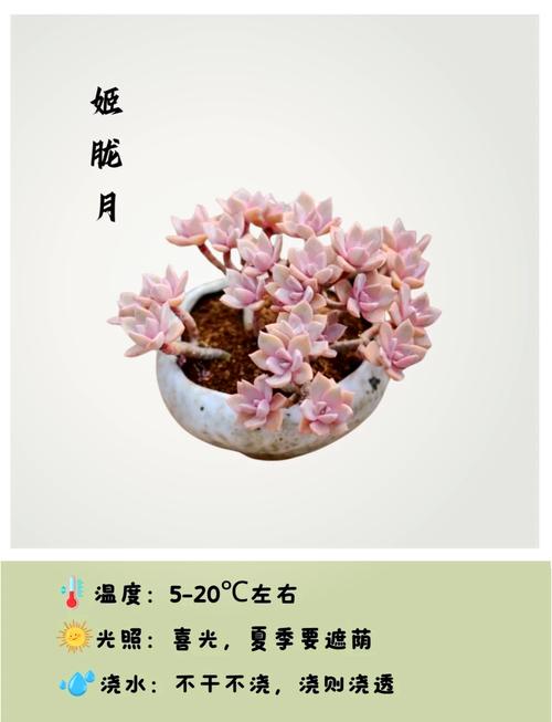 子持年华怎么养？子持年华的养殖方法？-第3张图片-优品飞百科