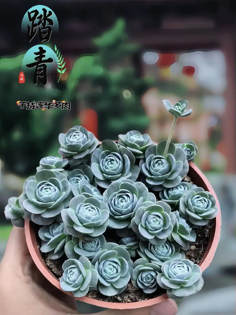 子持年华怎么养？子持年华的养殖方法？-第4张图片-优品飞百科