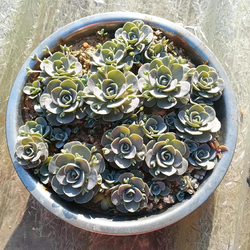 子持年华怎么养？子持年华的养殖方法？-第5张图片-优品飞百科