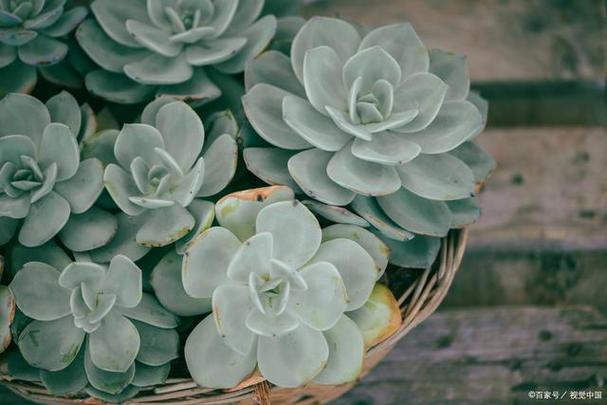 子持年华怎么养？子持年华的养殖方法？-第6张图片-优品飞百科