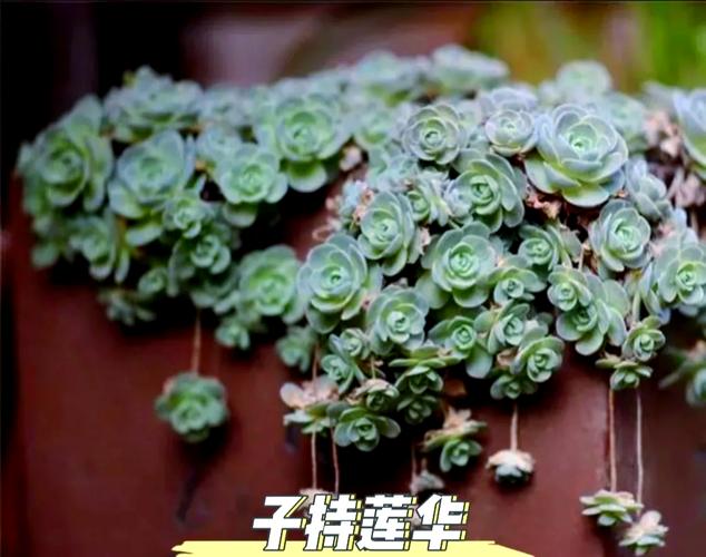 子持年华怎么养？子持年华的养殖方法？-第7张图片-优品飞百科