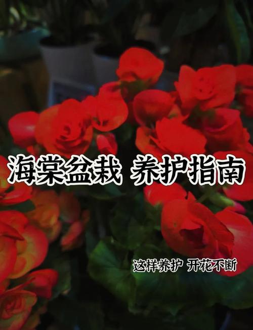 海棠花怎么养,海棠花怎么养爱开花-第5张图片-优品飞百科 海棠花怎么养,海棠花怎么养爱开花-第5张图片-优品飞百科