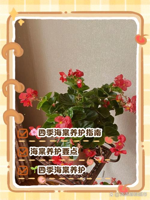 海棠花怎么养,海棠花怎么养爱开花-第6张图片-优品飞百科 海棠花怎么养,海棠花怎么养爱开花-第6张图片-优品飞百科