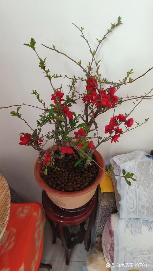 海棠花怎么养,海棠花怎么养爱开花-第7张图片-优品飞百科 海棠花怎么养,海棠花怎么养爱开花-第7张图片-优品飞百科