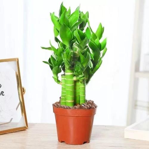 富贵竹用什么土养好，富贵竹盆栽用什么土好？