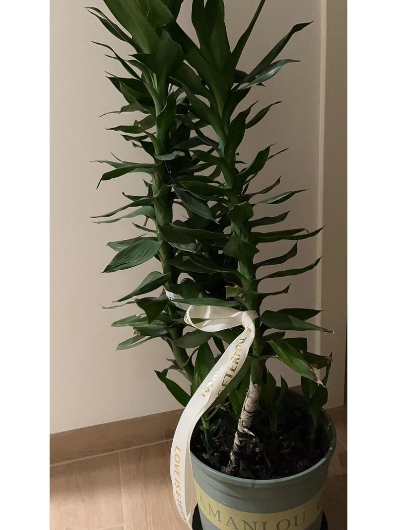 富贵竹用什么土养好，富贵竹盆栽用什么土好？-第2张图片-优品飞百科