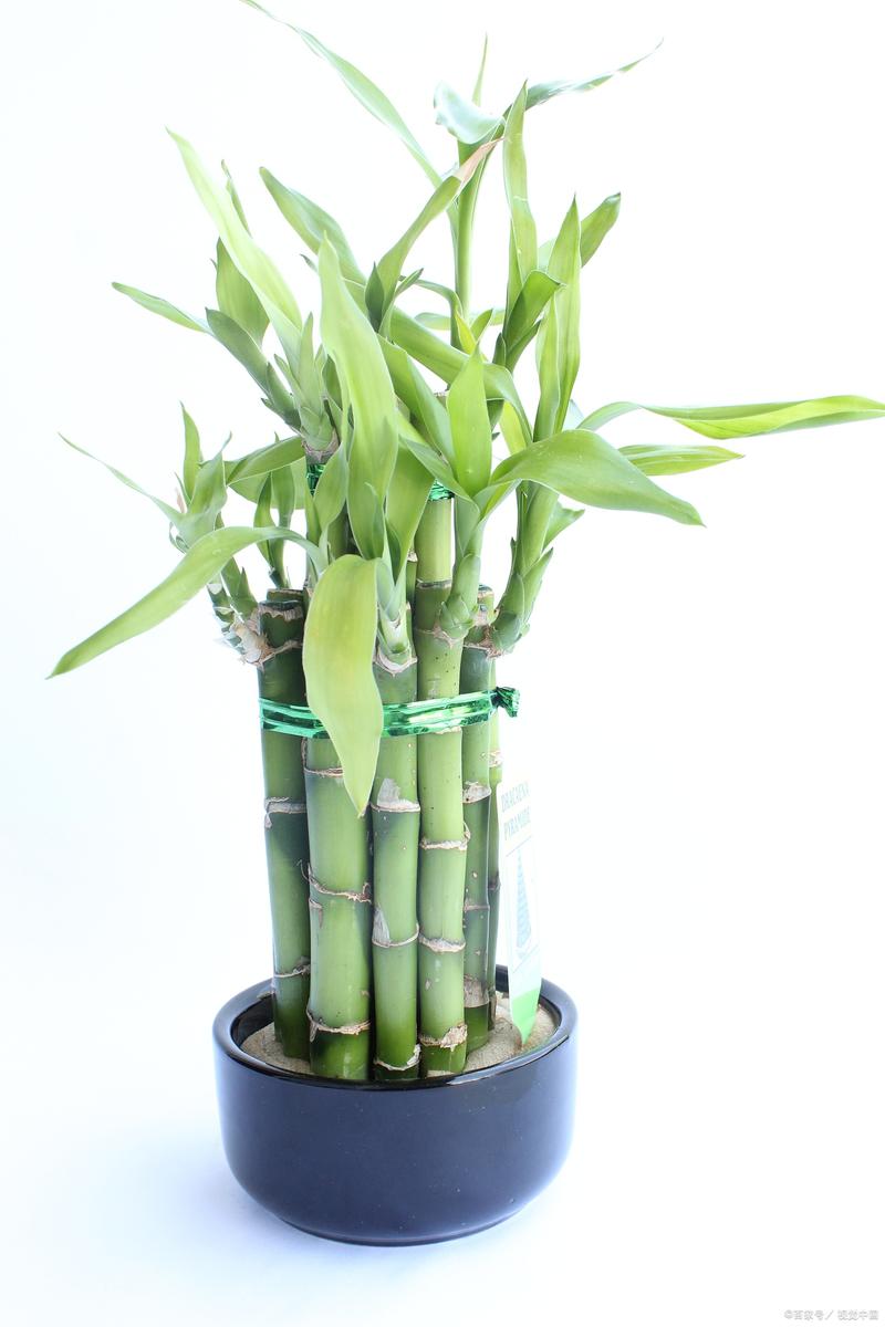 富贵竹用什么土养好，富贵竹盆栽用什么土好？-第5张图片-优品飞百科