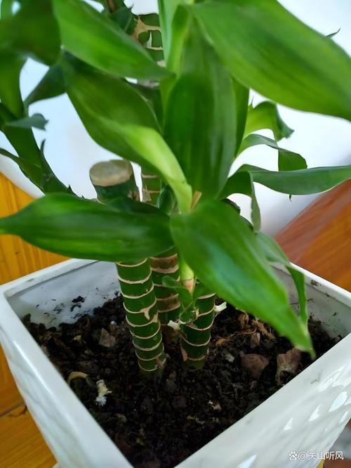 富贵竹用什么土养好，富贵竹盆栽用什么土好？-第6张图片-优品飞百科
