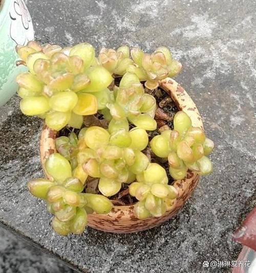 多肉植物温度低冻伤处理方法？天冷多肉冻伤了怎么挽救？