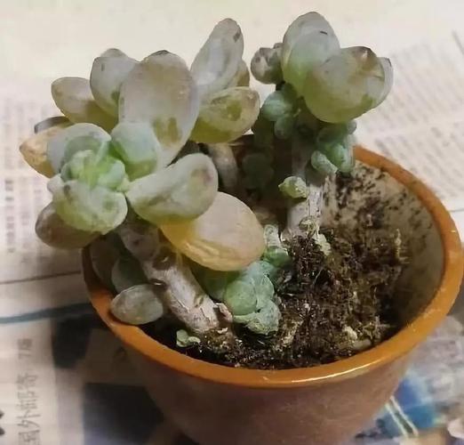 多肉植物温度低冻伤处理方法？天冷多肉冻伤了怎么挽救？-第2张图片-优品飞百科