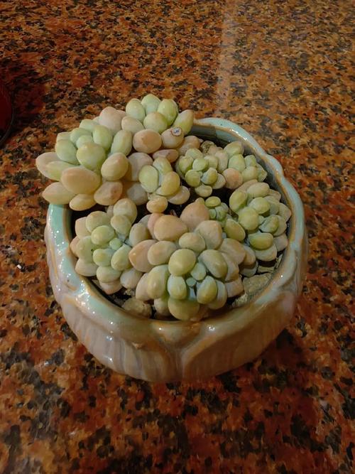 多肉植物温度低冻伤处理方法？天冷多肉冻伤了怎么挽救？-第3张图片-优品飞百科