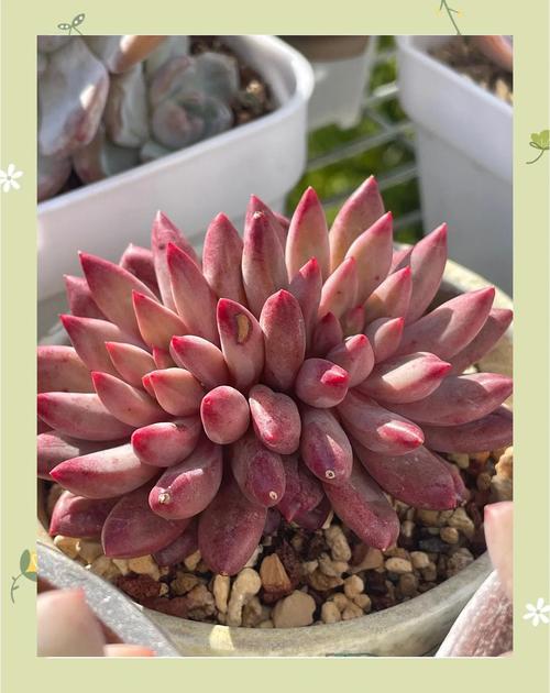 多肉植物温度低冻伤处理方法？天冷多肉冻伤了怎么挽救？-第5张图片-优品飞百科