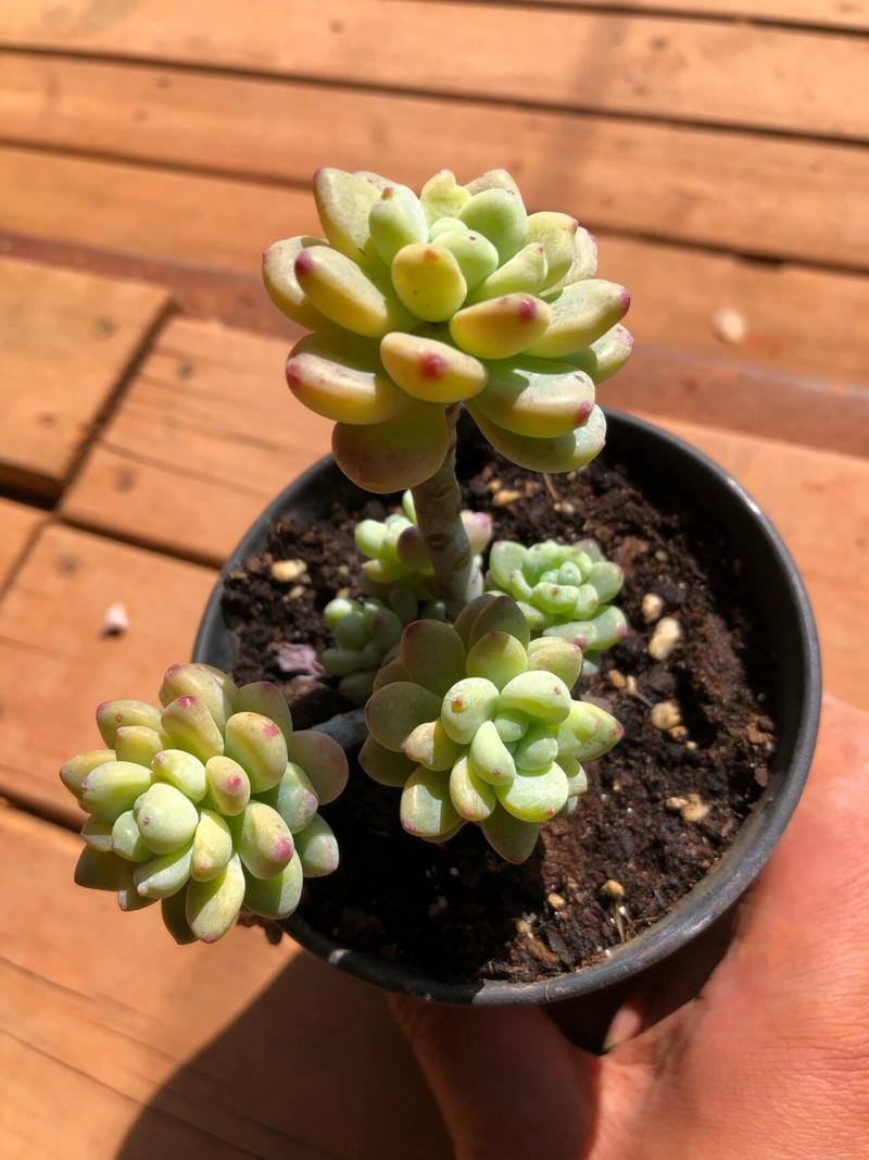 多肉植物温度低冻伤处理方法？天冷多肉冻伤了怎么挽救？-第4张图片-优品飞百科