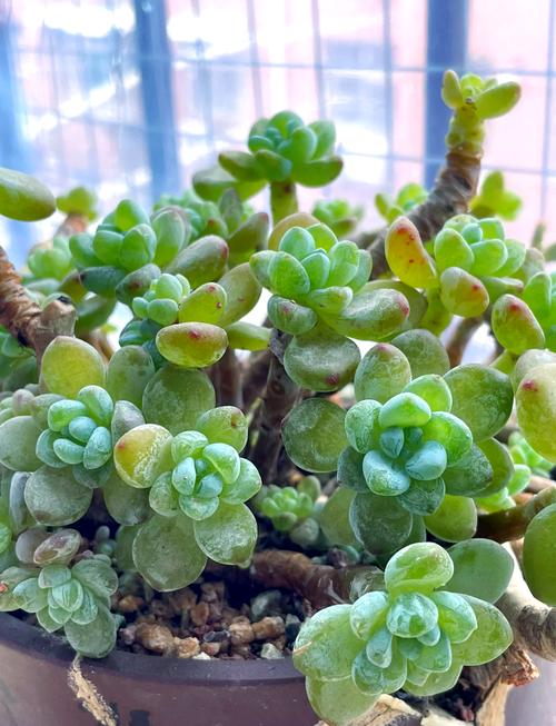 多肉植物温度低冻伤处理方法？天冷多肉冻伤了怎么挽救？-第7张图片-优品飞百科