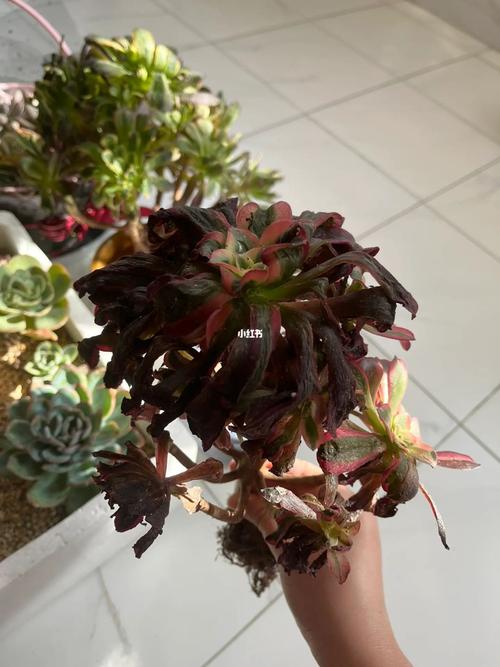 多肉植物温度低冻伤处理方法？天冷多肉冻伤了怎么挽救？-第8张图片-优品飞百科