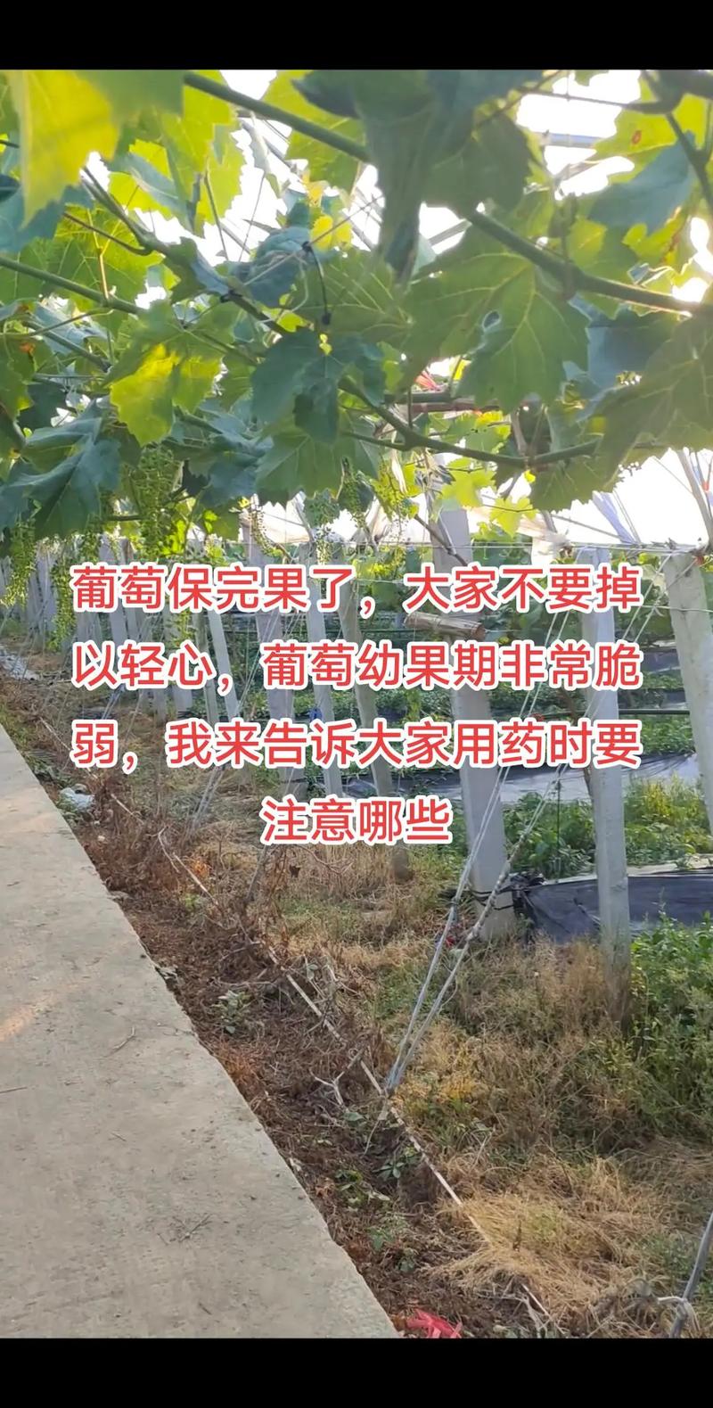 葡萄花期为什么不让浇水，葡萄开花不能浇水吗？