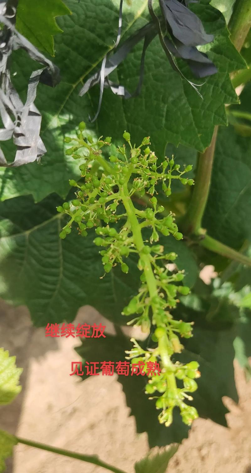 葡萄花期为什么不让浇水，葡萄开花不能浇水吗？-第2张图片-优品飞百科