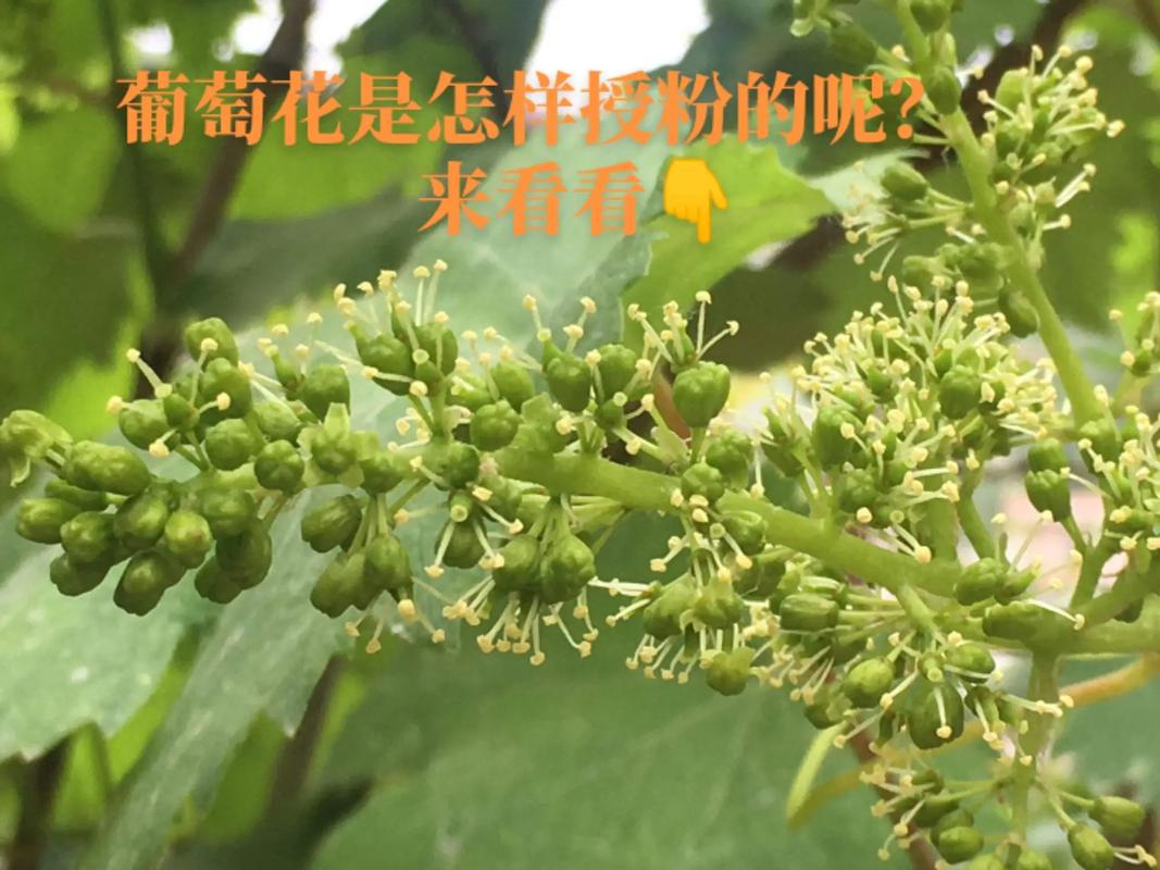葡萄花期为什么不让浇水，葡萄开花不能浇水吗？-第3张图片-优品飞百科