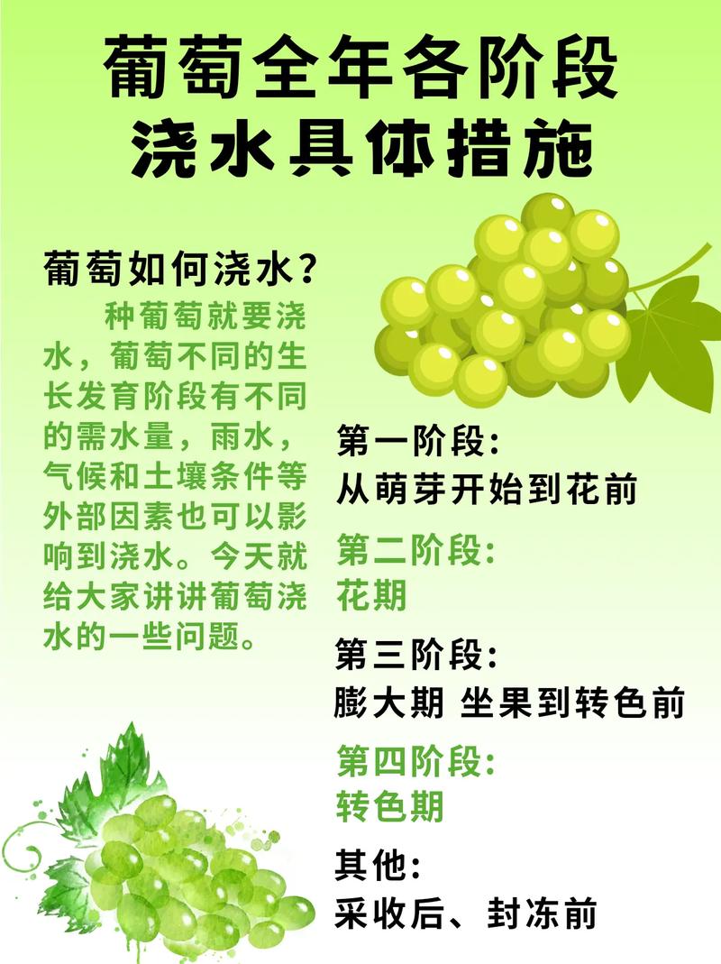 葡萄花期为什么不让浇水，葡萄开花不能浇水吗？-第4张图片-优品飞百科