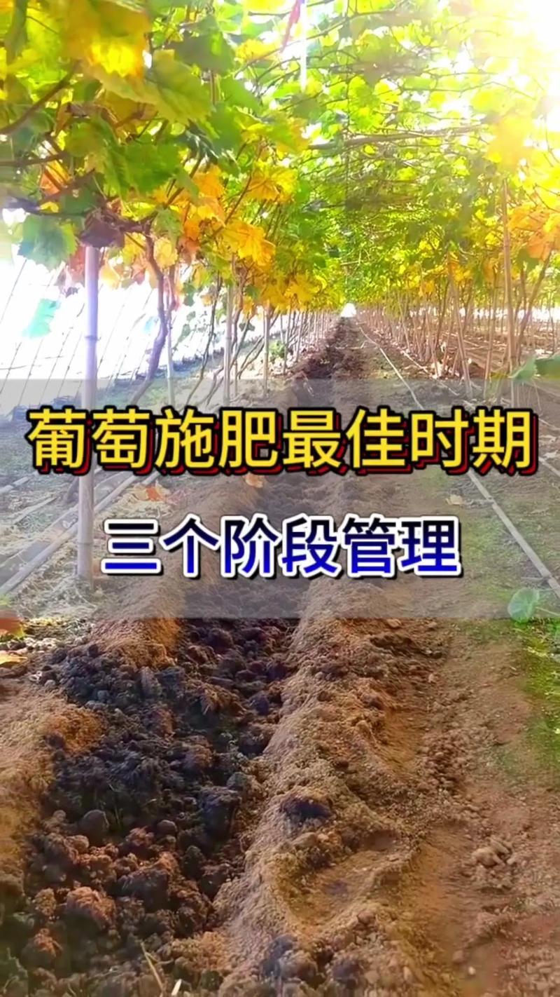 葡萄花期为什么不让浇水，葡萄开花不能浇水吗？-第5张图片-优品飞百科