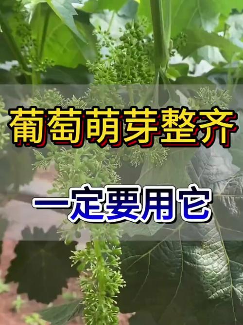 葡萄花期为什么不让浇水，葡萄开花不能浇水吗？-第6张图片-优品飞百科