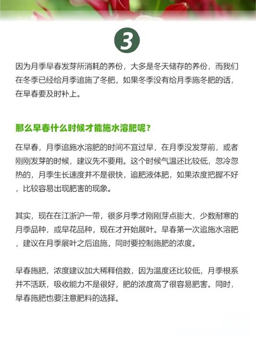 月季春天种植怎么施肥，月季花春天施什么肥料比较好-第1张图片-优品飞百科