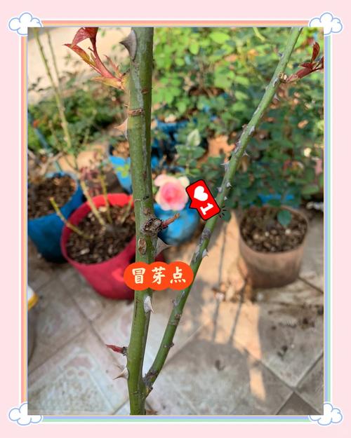 月季春天种植怎么施肥，月季花春天施什么肥料比较好-第2张图片-优品飞百科