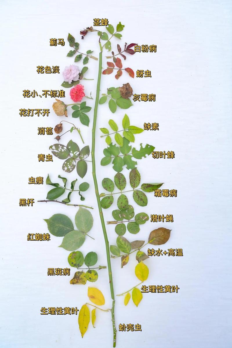 月季春天种植怎么施肥，月季花春天施什么肥料比较好-第3张图片-优品飞百科