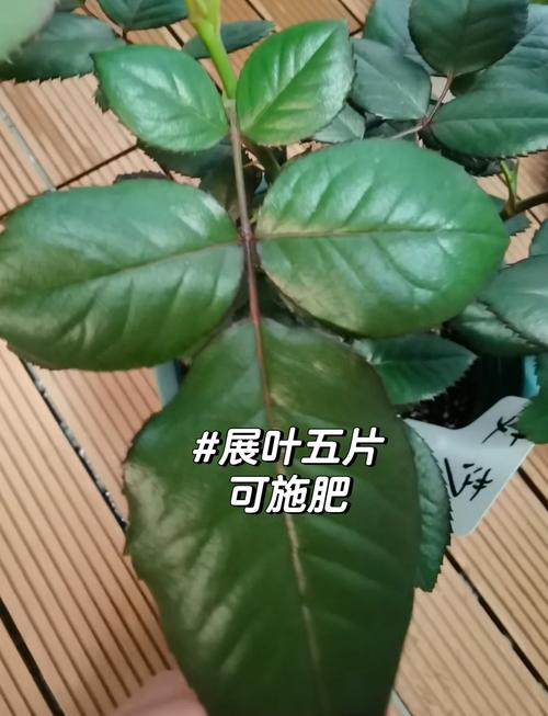 月季春天种植怎么施肥，月季花春天施什么肥料比较好-第4张图片-优品飞百科