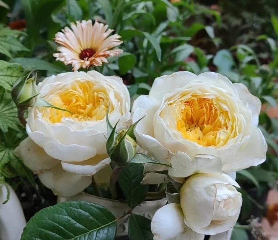 月季春天种植怎么施肥，月季花春天施什么肥料比较好-第6张图片-优品飞百科