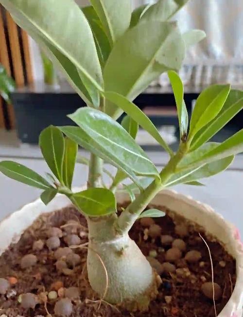 盆栽玫瑰花怎么浇水，盆栽玫瑰花怎样浇水？-第1张图片-优品飞百科