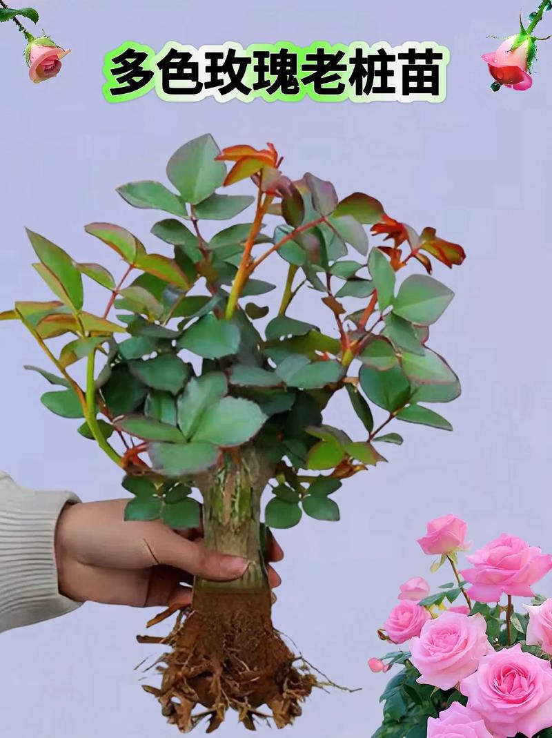 盆栽玫瑰花怎么浇水，盆栽玫瑰花怎样浇水？-第3张图片-优品飞百科