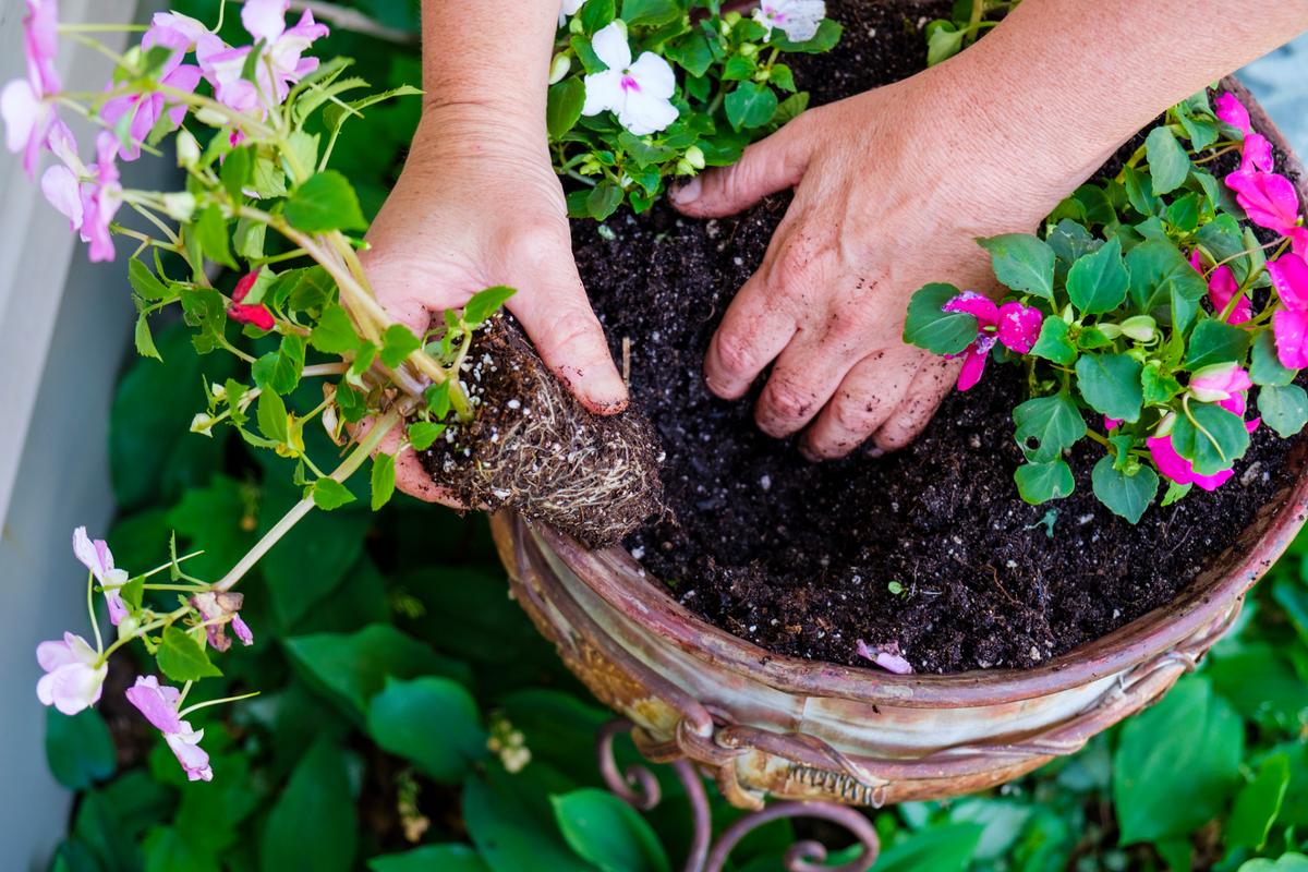 盆栽玫瑰花怎么浇水，盆栽玫瑰花怎样浇水？-第5张图片-优品飞百科