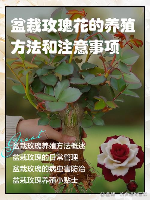 盆栽玫瑰花怎么浇水，盆栽玫瑰花怎样浇水？-第6张图片-优品飞百科