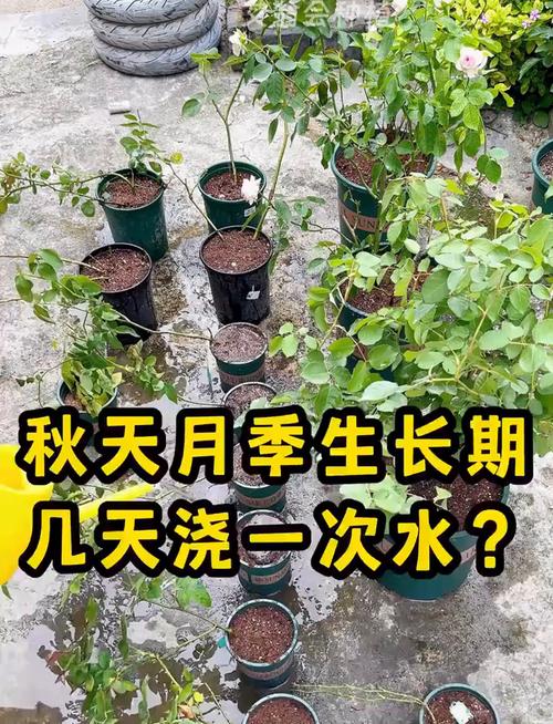 月季花夏天多少天浇次水，月季花夏天多久浇水