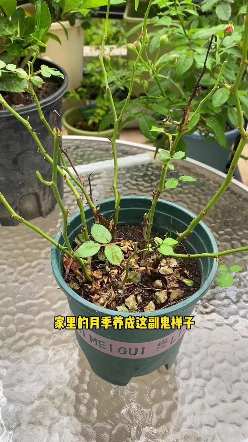月季花夏天多少天浇次水，月季花夏天多久浇水-第2张图片-优品飞百科