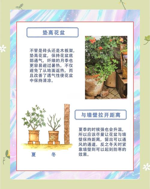 月季花夏天多少天浇次水，月季花夏天多久浇水-第4张图片-优品飞百科