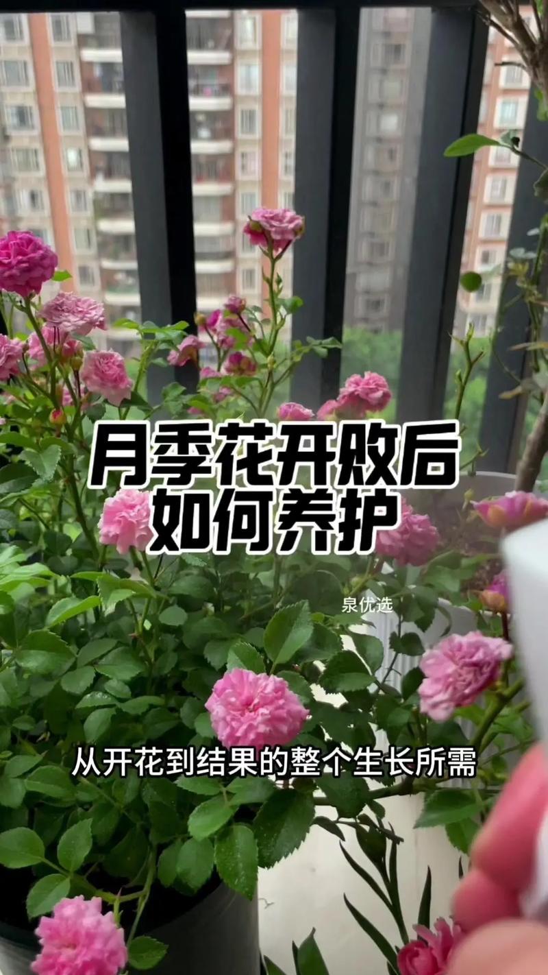 月季花夏天多少天浇次水，月季花夏天多久浇水-第5张图片-优品飞百科
