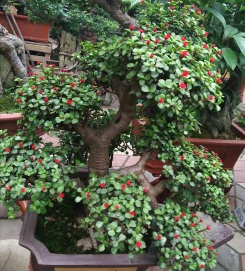 玉叶金花的养殖方法，玉叶金花百度百科？