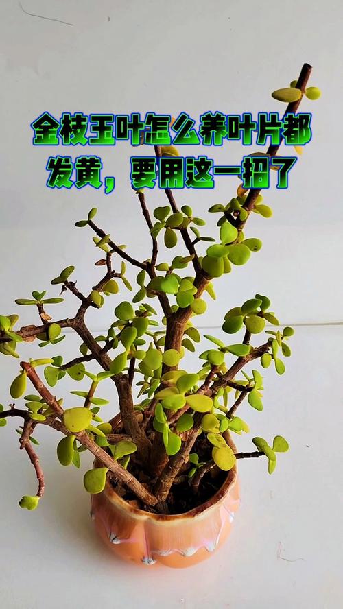 玉叶金花的养殖方法，玉叶金花百度百科？-第2张图片-优品飞百科
