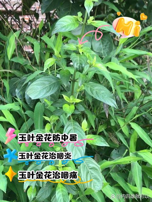 玉叶金花的养殖方法，玉叶金花百度百科？-第3张图片-优品飞百科