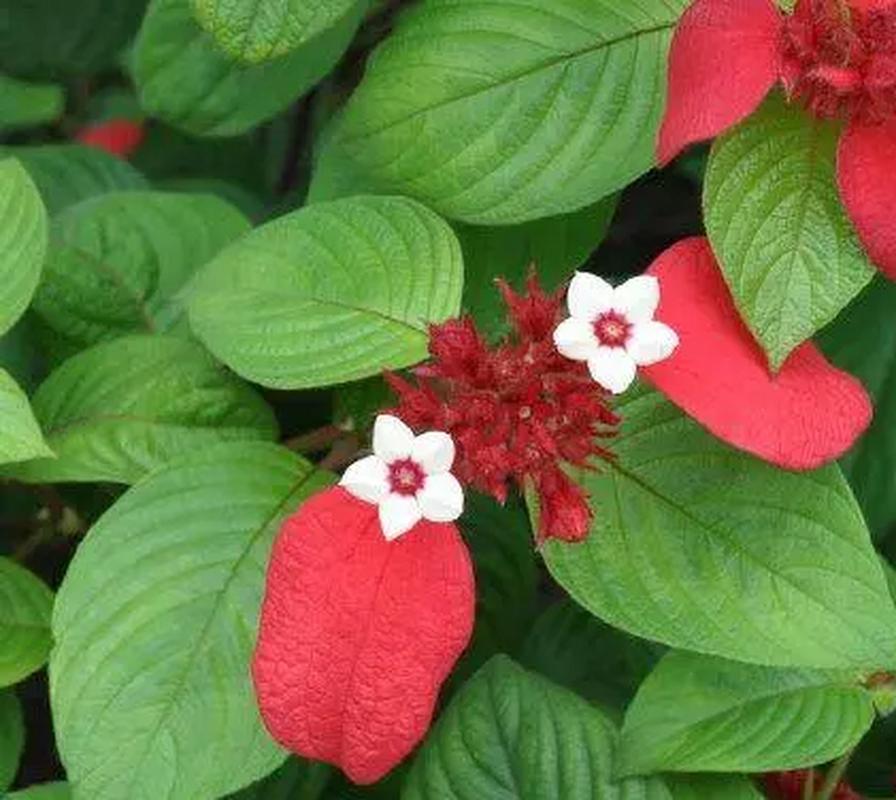 玉叶金花的养殖方法，玉叶金花百度百科？-第5张图片-优品飞百科