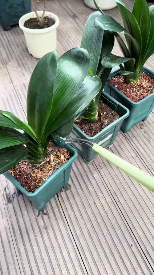 室内花草多少天浇一次水，室内花草多少天浇一次水好？-第2张图片-优品飞百科