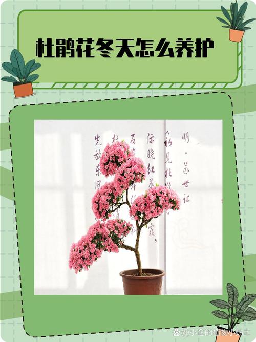 室内花草多少天浇一次水，室内花草多少天浇一次水好？-第3张图片-优品飞百科