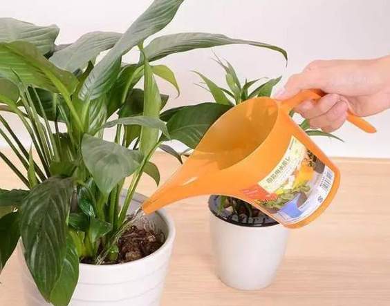 室内花草多少天浇一次水，室内花草多少天浇一次水好？-第7张图片-优品飞百科