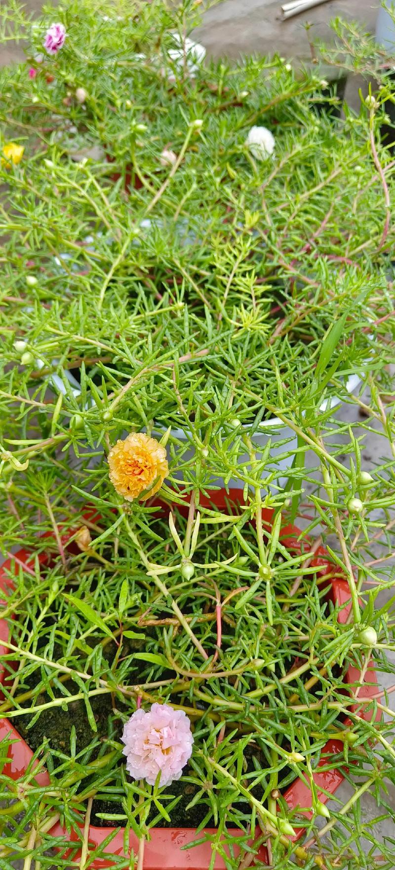 太阳花喜欢水吗，太阳花喜欢淋雨吗？